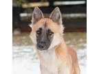 Adopt Mido a Tan/Yellow/Fawn - with Black Mixed Breed (Medium) / Mixed dog in