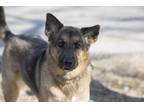 Adopt Riley a Tan/Yellow/Fawn - with Black German Shepherd Dog / Mixed dog in