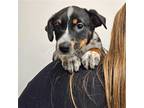 Adopt Fudge a Mixed Breed (Medium) / Mixed dog in Rancho Santa Fe, CA (40192021)