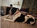 Adopt Esa Bella a Black - with White American Pit Bull Terrier / Mixed dog in