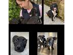Adopt Belle a Black Mixed Breed (Medium) / Mixed dog in Madison, NJ (40454158)