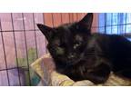 Adopt Moon a All Black Domestic Mediumhair (medium coat) cat in Bedford
