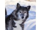 Adopt Luna a Gray/Silver/Salt & Pepper - with White Siberian Husky / Mixed dog