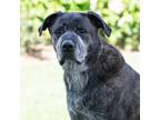 Adopt Kodiak a Brindle Mastiff / Mixed dog in King City, ON (40475395)