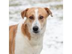 Adopt Jackie a White - with Brown or Chocolate Mixed Breed (Large) / Mixed dog