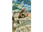 Adopt Sterling a Gray, Blue or Silver Tabby Domestic Shorthair (short coat) cat