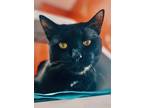 Adopt Bobby - Available In Foster a All Black Domestic Shorthair / Mixed Breed