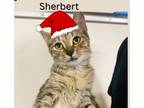 Adopt Sherbert a Tortoiseshell Domestic Shorthair (short coat) cat in Bronson