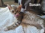 Adopt Susan a Tiger Striped Domestic Shorthair (short coat) cat in Bronson