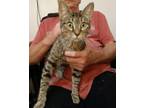 Adopt Hermione a Gray, Blue or Silver Tabby American Shorthair (short coat) cat