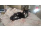 Adopt Bandit a Black & White or Tuxedo Domestic Shorthair (short coat) cat in