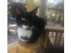 Adopt Freckles a Black & White or Tuxedo Domestic Shorthair (short coat) cat in