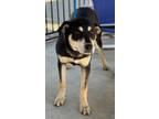 Adopt Lanna Lou a Mixed Breed (Medium) / Mixed dog in Killen, AL (40461646)