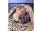 Adopt Sade a Multi Mini Lop / Mixed (long coat) rabbit in Ocala, FL (40383453)