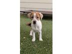Adopt Maddie a Brown/Chocolate - with White Australian Cattle Dog / Parson