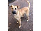 Adopt Owen a Tan/Yellow/Fawn Black Mouth Cur / Mixed dog in Mesquite