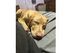 Adopt Layla a Tan/Yellow/Fawn Labrador Retriever / Mixed dog in Chicopee
