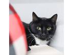 Adopt Alex a All Black Domestic Shorthair / Domestic Shorthair / Mixed cat in