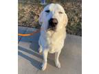 Adopt Kenobi a White Great Pyrenees / Mixed dog in Dallas, TX (40469826)