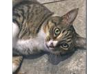 Adopt Muffin a Gray, Blue or Silver Tabby Domestic Shorthair (short coat) cat in