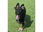 Adopt Pilot a Mixed Breed (Medium) / Mixed dog in Rancho Santa Fe, CA (40463270)