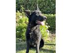Adopt Josephine a Black German Shepherd Dog / Mixed dog in Rancho Palos Verdes