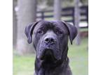 Adopt Handsome a Brindle - with White Mastiff / Mixed dog in King City