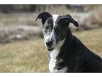 Adopt Gina a Black - with White Mixed Breed (Medium) / Mixed dog in King City