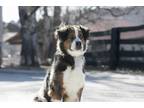 Adopt Domino a Tricolor (Tan/Brown & Black & White) Bernese Mountain Dog / Mixed