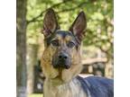 Adopt Diesel a Black - with Tan, Yellow or Fawn German Shepherd Dog / Mixed dog