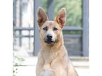 Adopt Cardi a Tan/Yellow/Fawn - with White Shepherd (Unknown Type) / Mixed dog