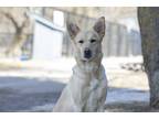 Adopt Bibi a Tan/Yellow/Fawn - with White Mixed Breed (Large) / Mixed dog in