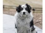 Adopt Bandit a Black - with White Border Collie / Mixed dog in King City
