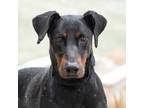 Adopt Claude a Black - with Brown, Red, Golden, Orange or Chestnut Doberman