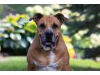 Adopt Angel a Tan/Yellow/Fawn - with White Presa Canario / Mixed dog in King