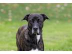 Adopt Amor a Brindle Boxer / Mixed dog in King City, ON (40468161)