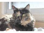 Adopt Matcha a All Black Domestic Mediumhair / Mixed Breed (Medium) / Mixed