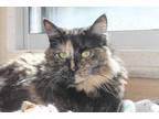 Adopt Matcha a All Black Domestic Mediumhair / Domestic Shorthair / Mixed cat in
