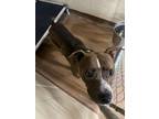 Adopt Roly a Brown/Chocolate American Pit Bull Terrier / Mixed dog in Winfield