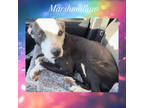 Adopt Marshmallow a White American Pit Bull Terrier / Mixed dog in Amarillo