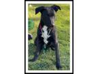 Adopt BENTLEY a Black - with White Shepherd (Unknown Type) / Pit Bull Terrier /