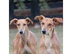 Adopt Shoshu a Tan/Yellow/Fawn Saluki / Mixed dog in King City, ON (40101484)