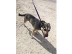 Adopt Rocco a Tan/Yellow/Fawn German Shepherd Dog / Mixed dog in Aransas Pass