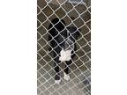 Adopt Humphrey a Black Terrier (Unknown Type, Small) / Mixed dog in Moncks