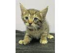 Adopt Microwave a Brown or Chocolate Domestic Shorthair / Domestic Shorthair /