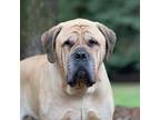 Adopt Kobi a Tan/Yellow/Fawn Mastiff / Mixed dog in King City, ON (39596603)