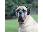 Adopt Decka a Tan/Yellow/Fawn Mastiff / Mixed dog in King City, ON (39596667)