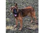 Adopt Buddy a Red/Golden/Orange/Chestnut German Shepherd Dog / Mixed dog in