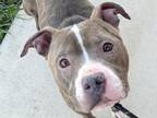 Adopt Simu a Gray/Blue/Silver/Salt & Pepper Mixed Breed (Large) / Mixed dog in