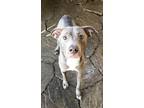Adopt Serenity a Gray/Blue/Silver/Salt & Pepper American Pit Bull Terrier /